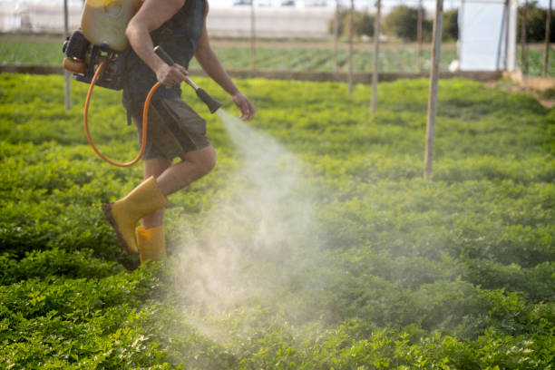 Best Ant Control Services  in Mont Belvieu, TX