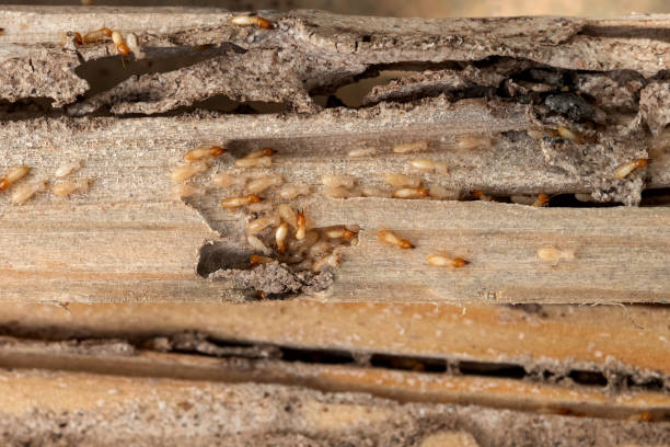 Reliable Mont Belvieu, TX Pest Control Solutions
